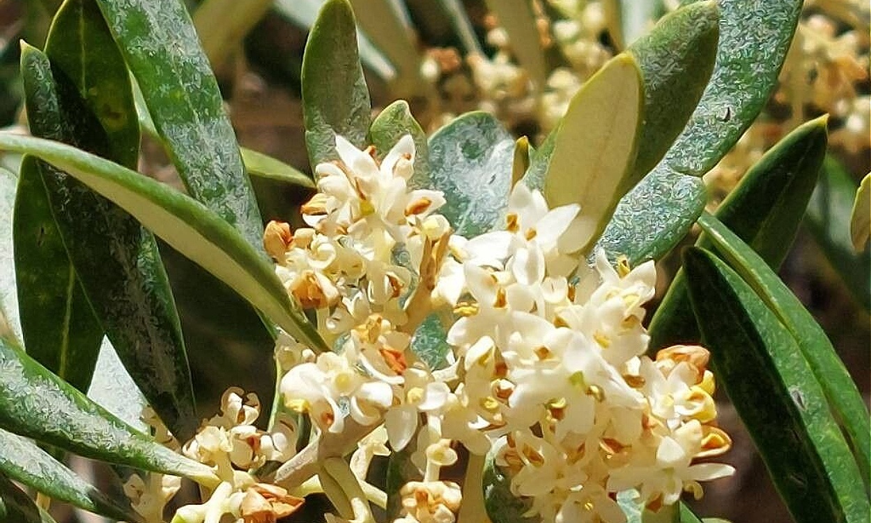 Olivo europeo Olea europaea L. con ramas cargadas de aceitunas negras maduras