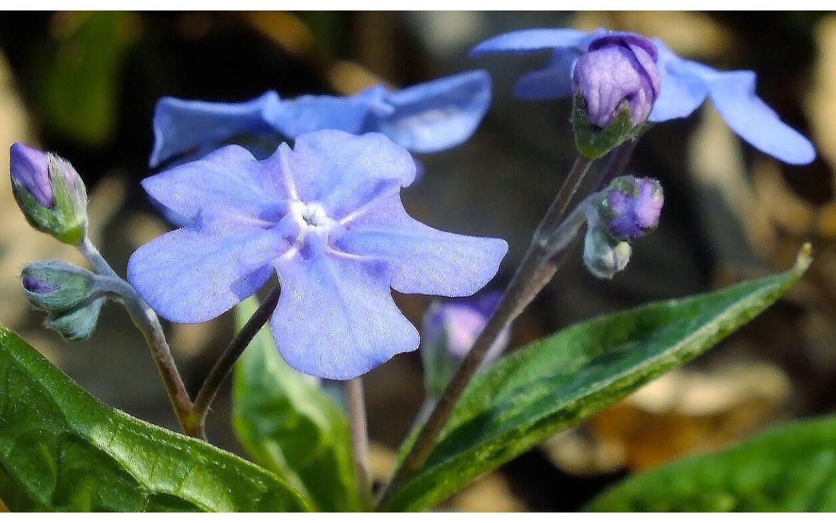 Flores azul claro de Omphalodes verna (ombliguera) en primavera