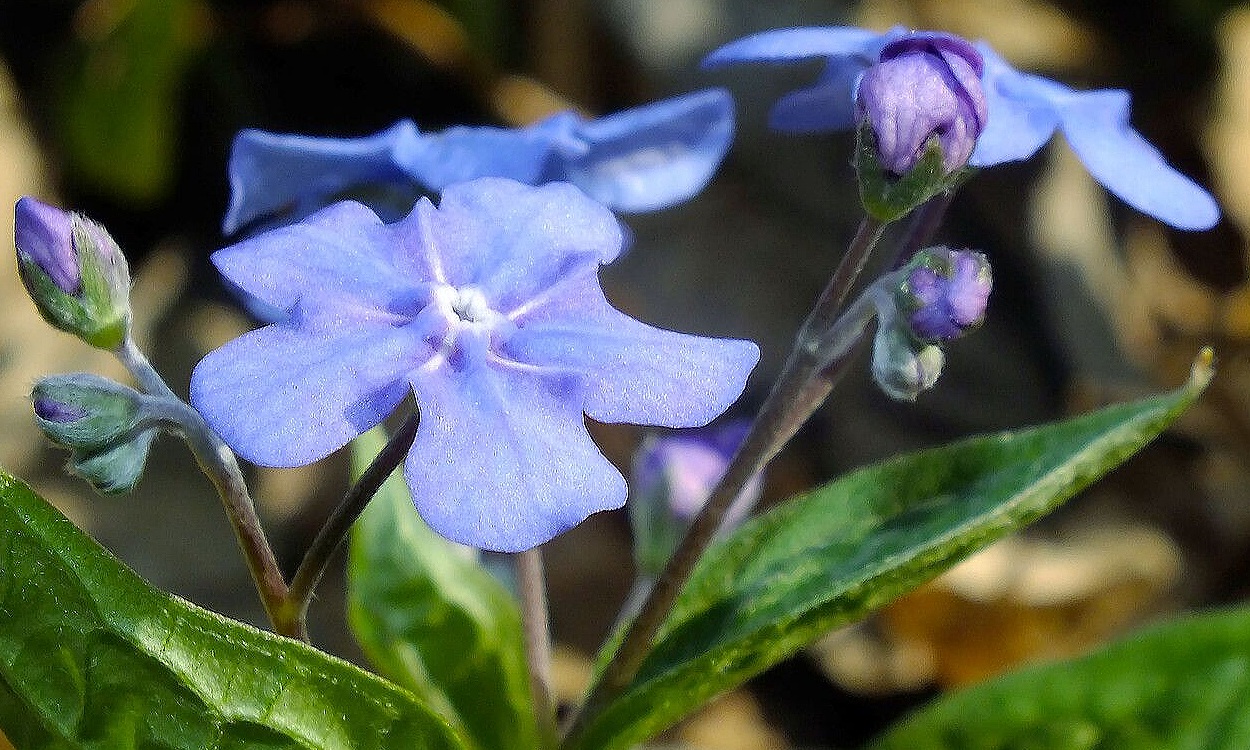Flores delicadas azul pálido de la planta Omphalodes verna ombliguera formando cobertura vegetal densa