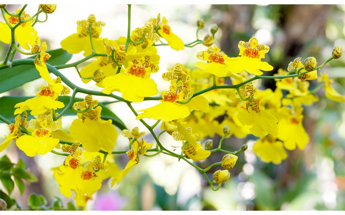 Oncidium forbesii