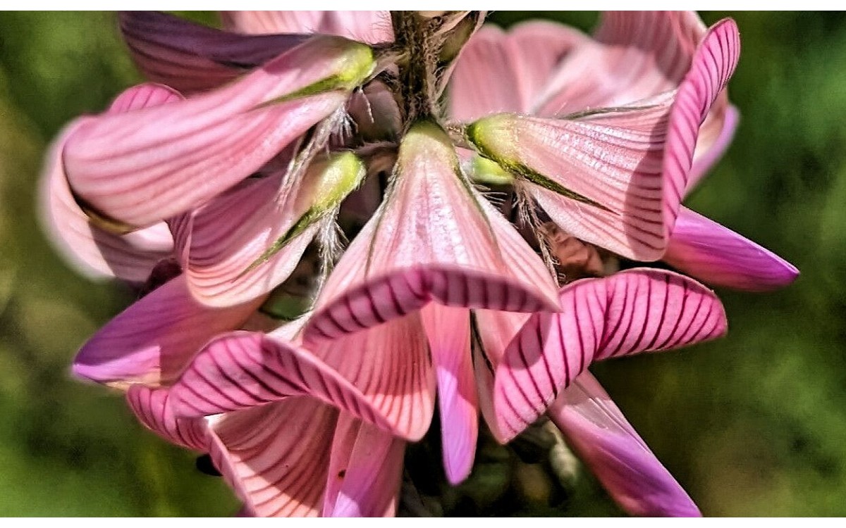 Planta de esparceta en floración, Onobrychis arenaria