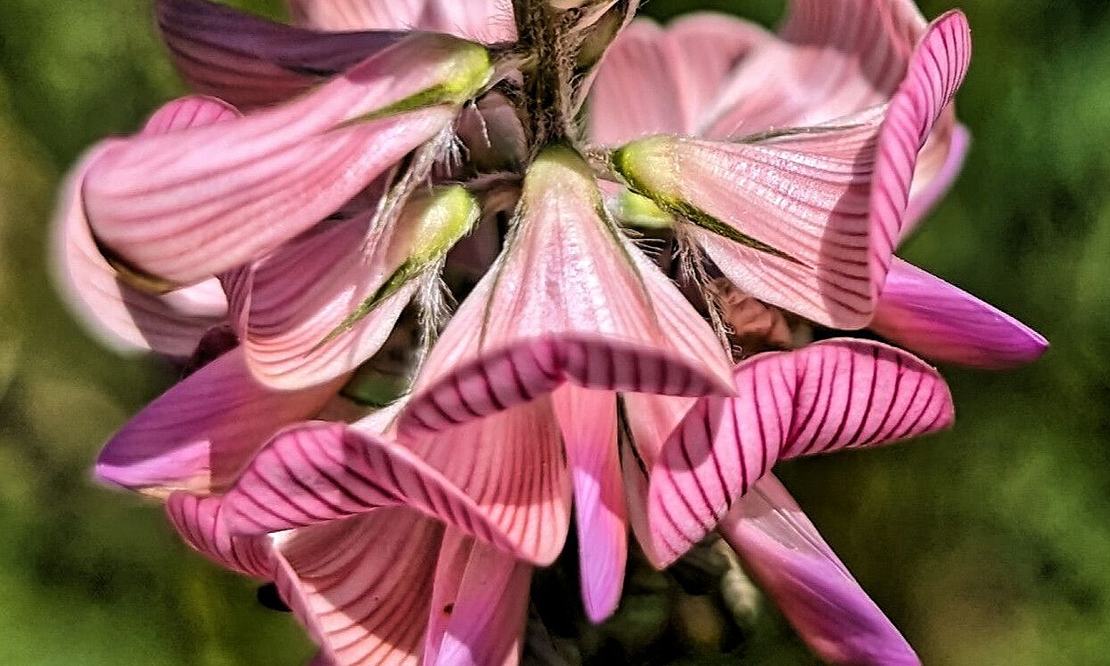 Esparceta (Onobrychis arenaria) con flores rosa en estado de botón floral
