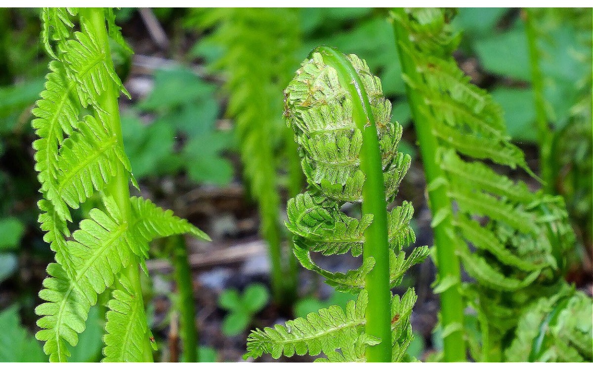 Onoclea struthiopteris frondes estériles verdes en jardín sombreado