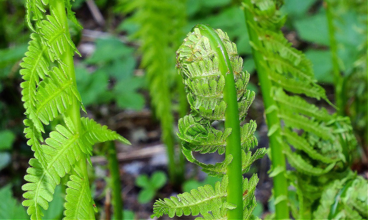 Helecho avestruz Onoclea struthiopteris con frondes plumosas verdes brillantes en ambiente natural