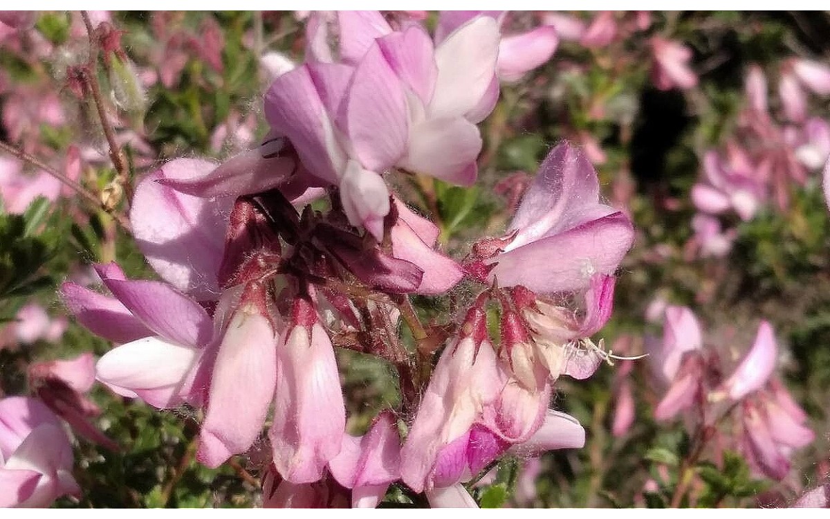 Ononis fruticosa flores púrpura intensas garbancillera borde