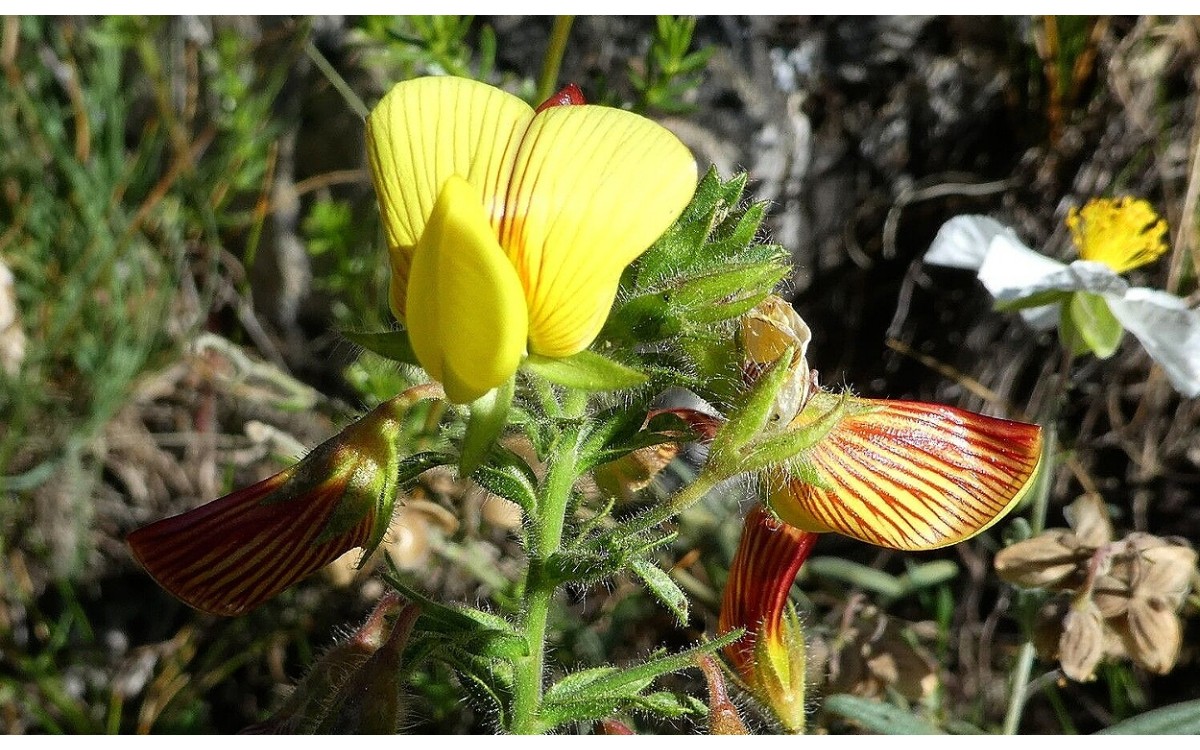 Flores amarillas de Pegamoscas (Ononis natrix L.)