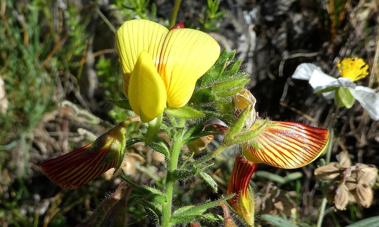 Planta de Pegamoscas con flores amarillas y tallos pegajosos aromáticos