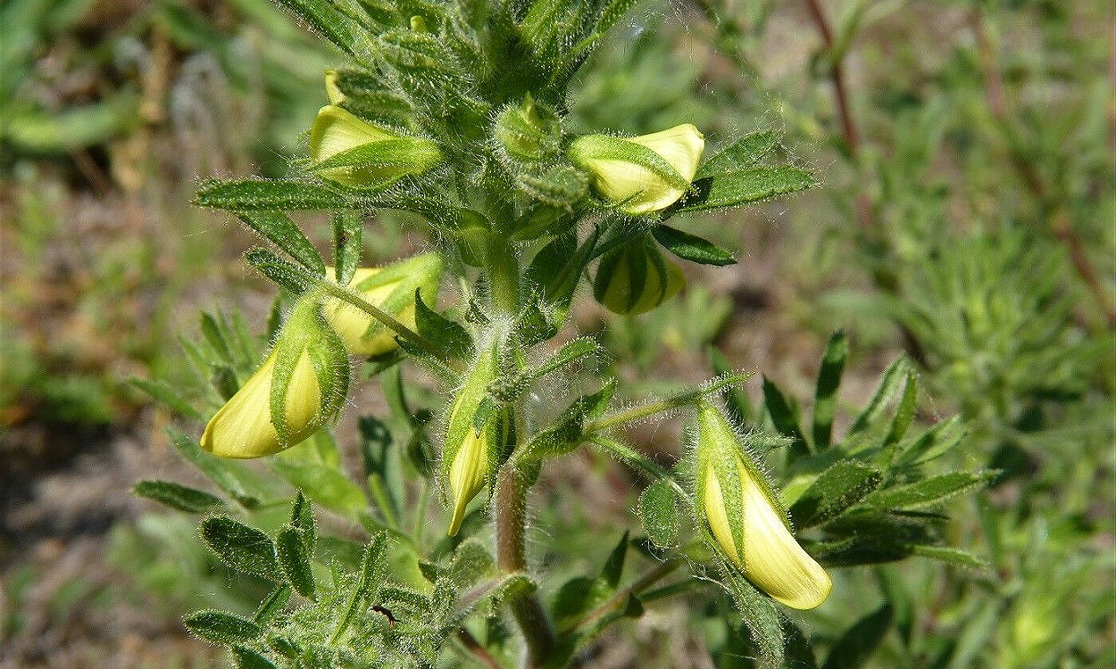 Planta de Ononis pubescens con flores rosadas y hojas pubescentes en jardín mediterráneo