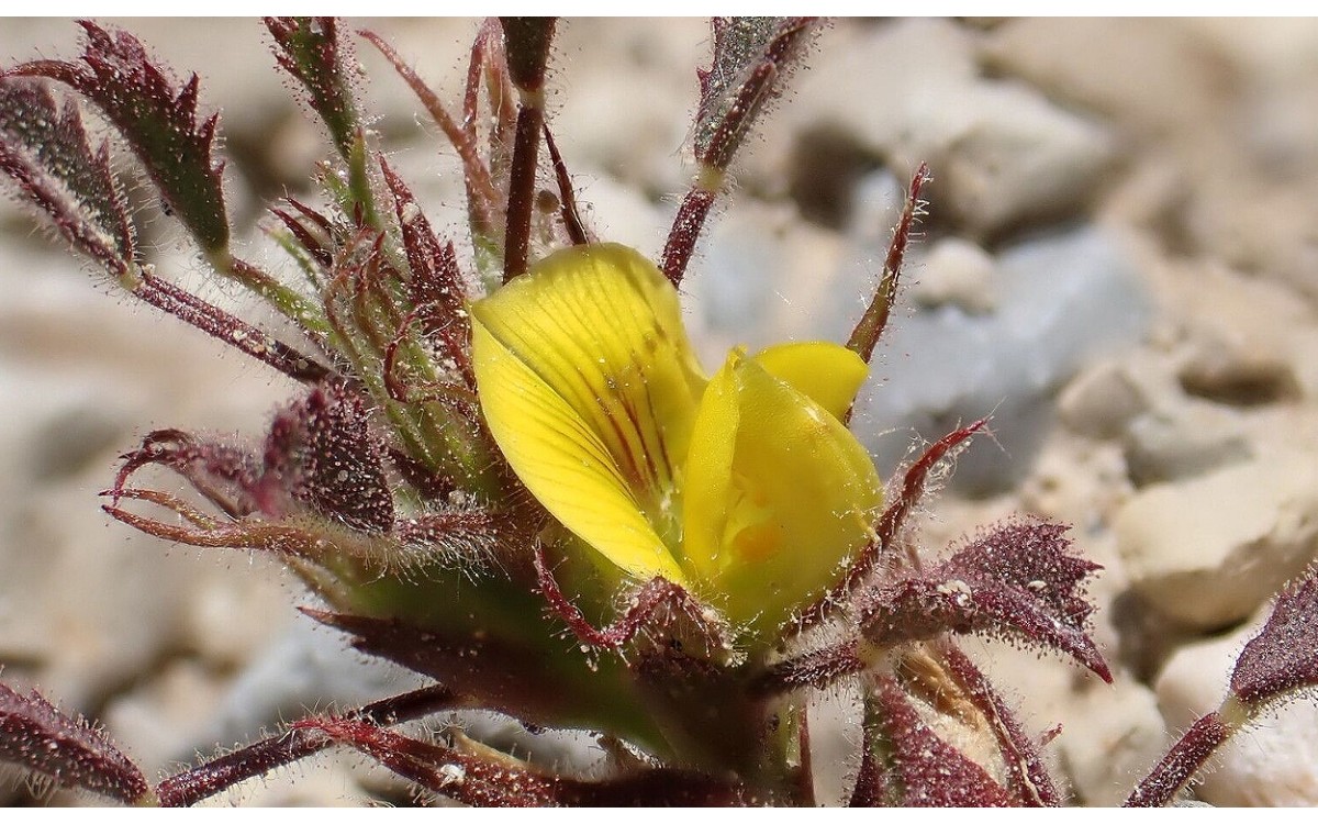 Ononis pusilla L. flores rosa violeta Anonis menor pelosa
