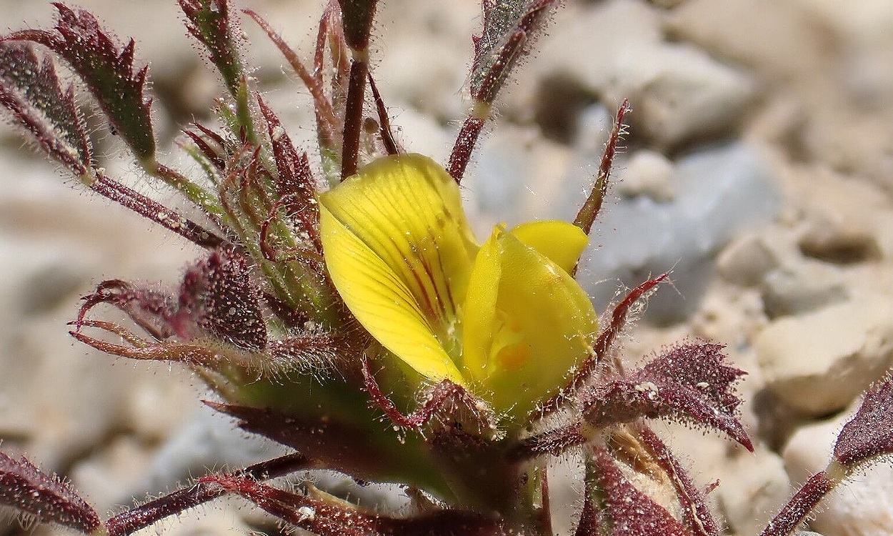 Planta Ononis pusilla con flores rosa violeta y hojas trifoliadas características de la Anonis menor pelosa