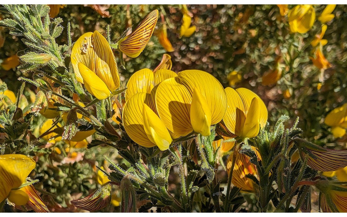 Hierba Culebra en flor - Ononis ramosissima