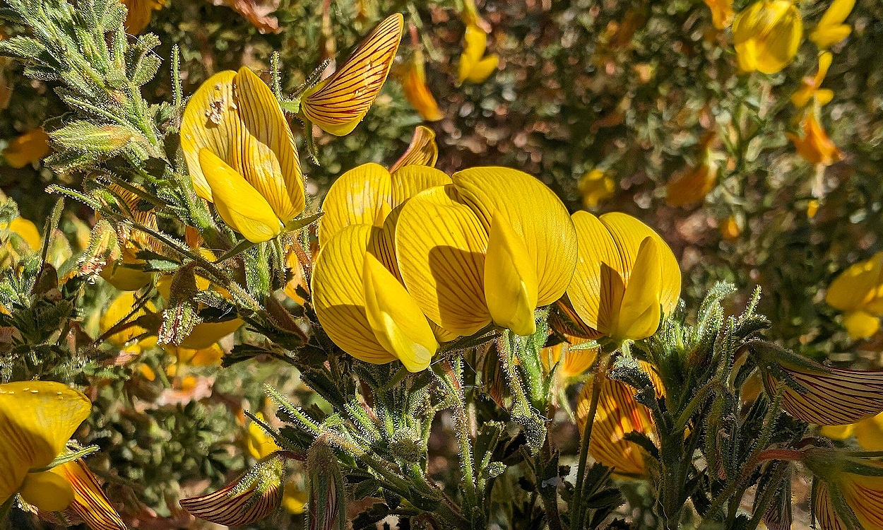 Planta de Ononis ramosissima con flores rosas, arbusto ramificado en jardín soleado