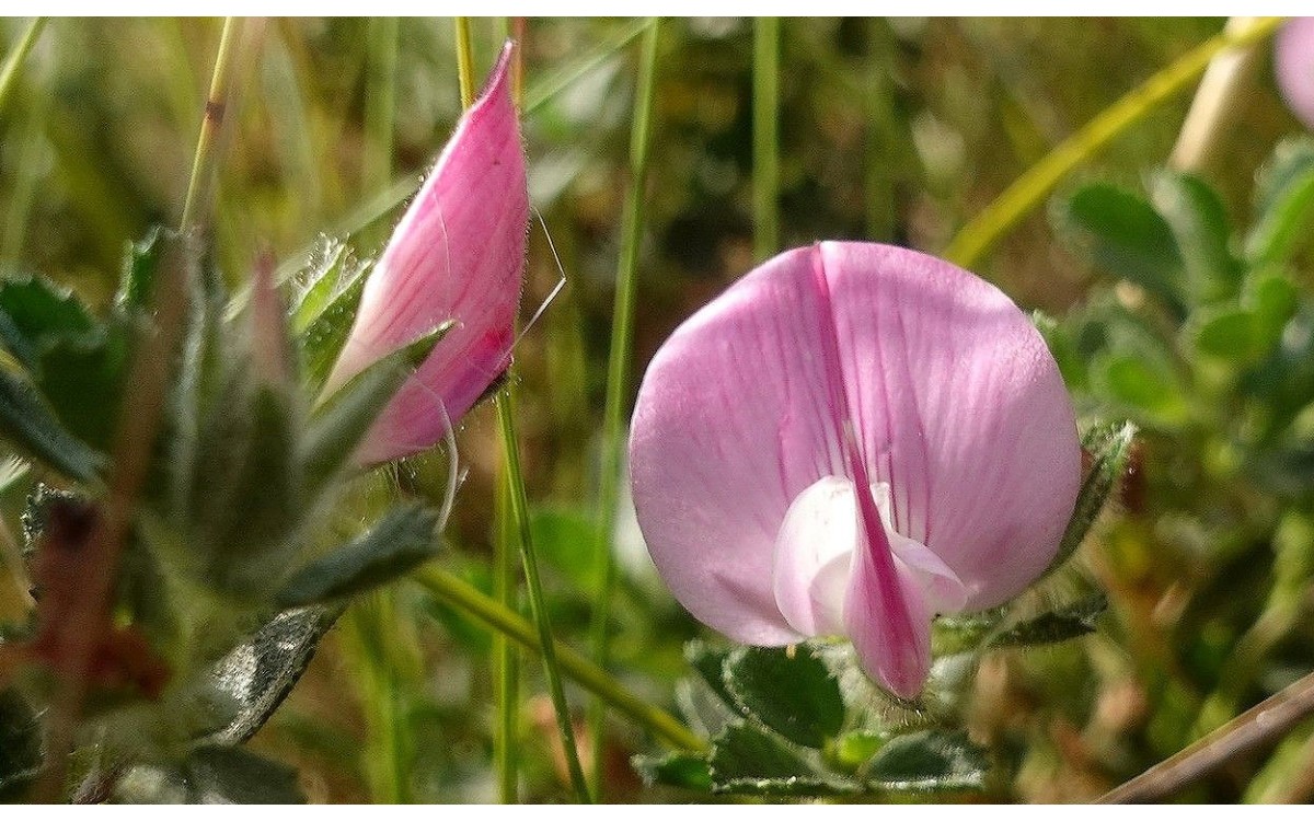Ononis reclinata L. flor rosa púrpura planta melera