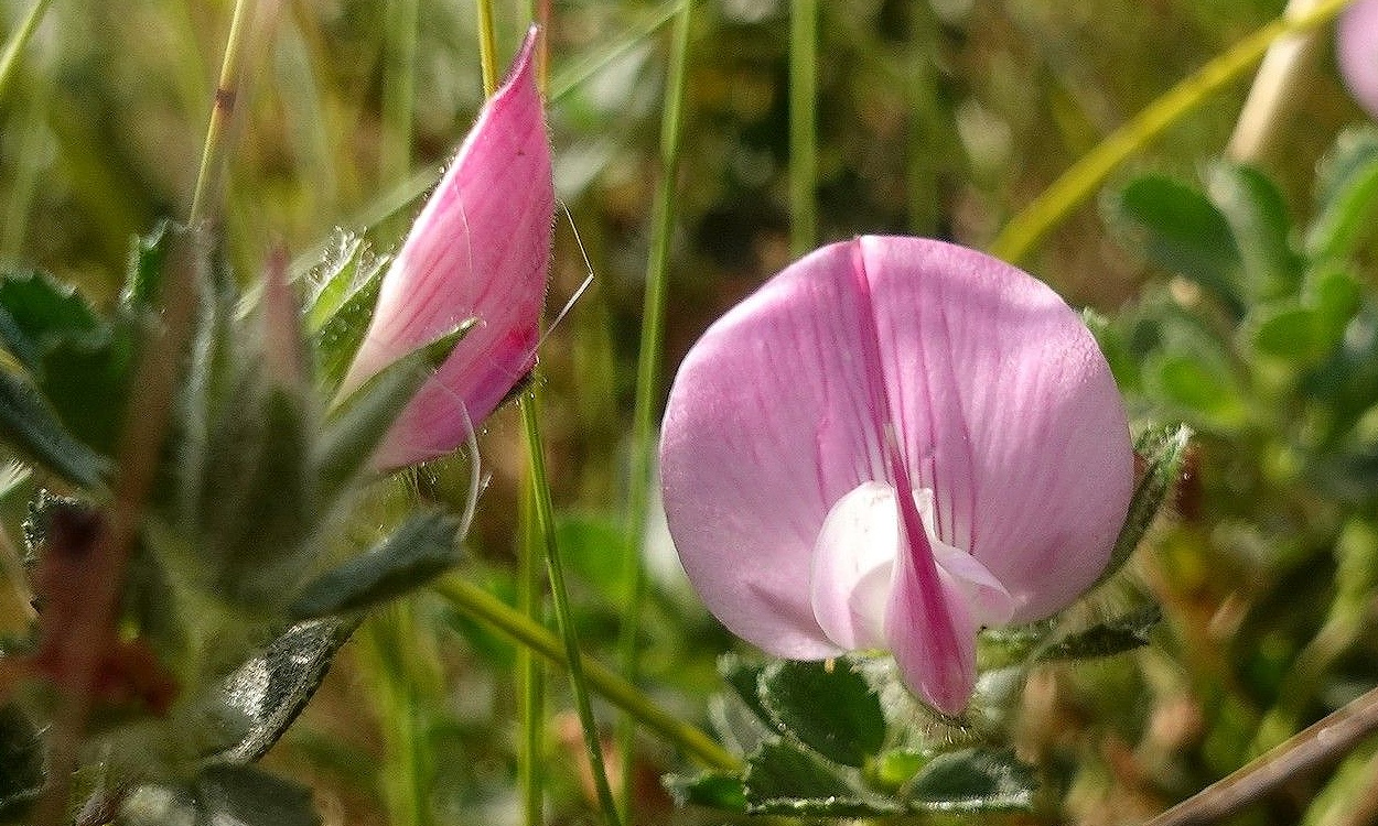 Flores rosas de Ononis reclinata L. melera con tallos procumbentes en el jardín