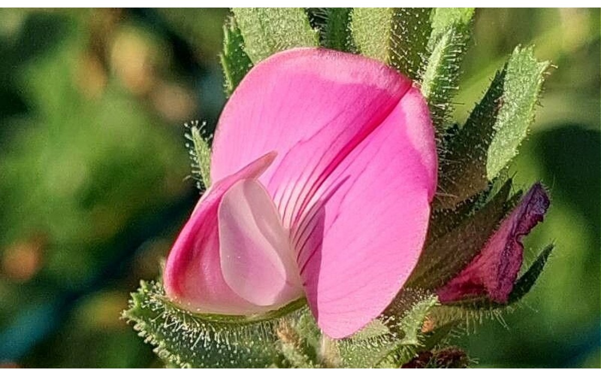Flores rosadas de gatuña Ononis spinosa en floración primaveral