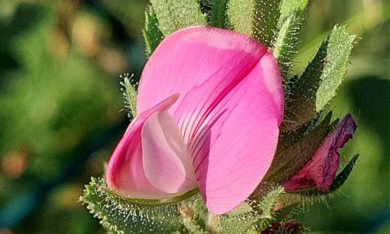 Arbusto de gatuña Ononis spinosa con flores rosas y tallos espinosos en estado silvestre