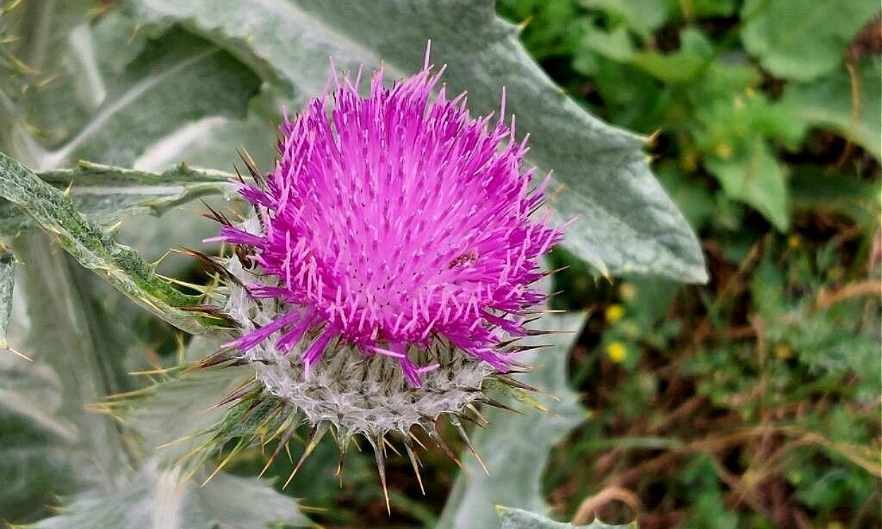 Planta Onopordum acanthium con tallos espinosos y flores púrpura vibrantes