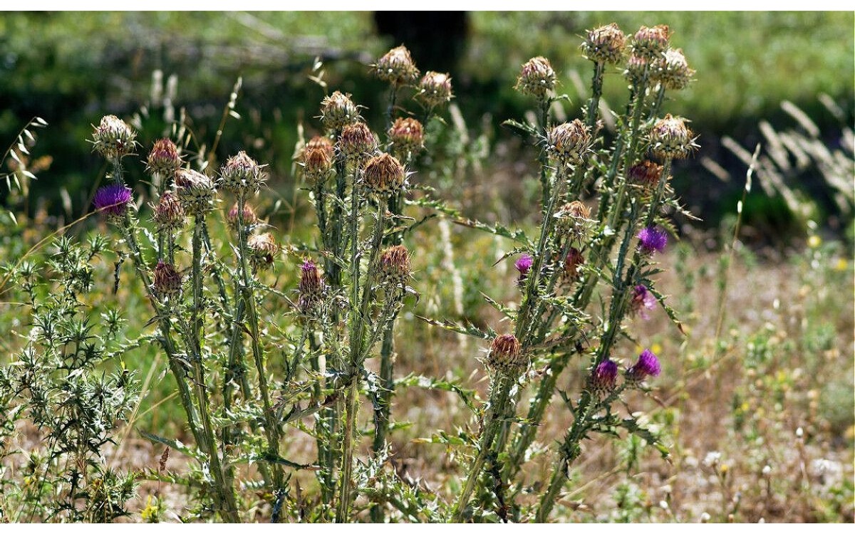 Cardo borriquero Onopordum illyricum con flores púrpuras