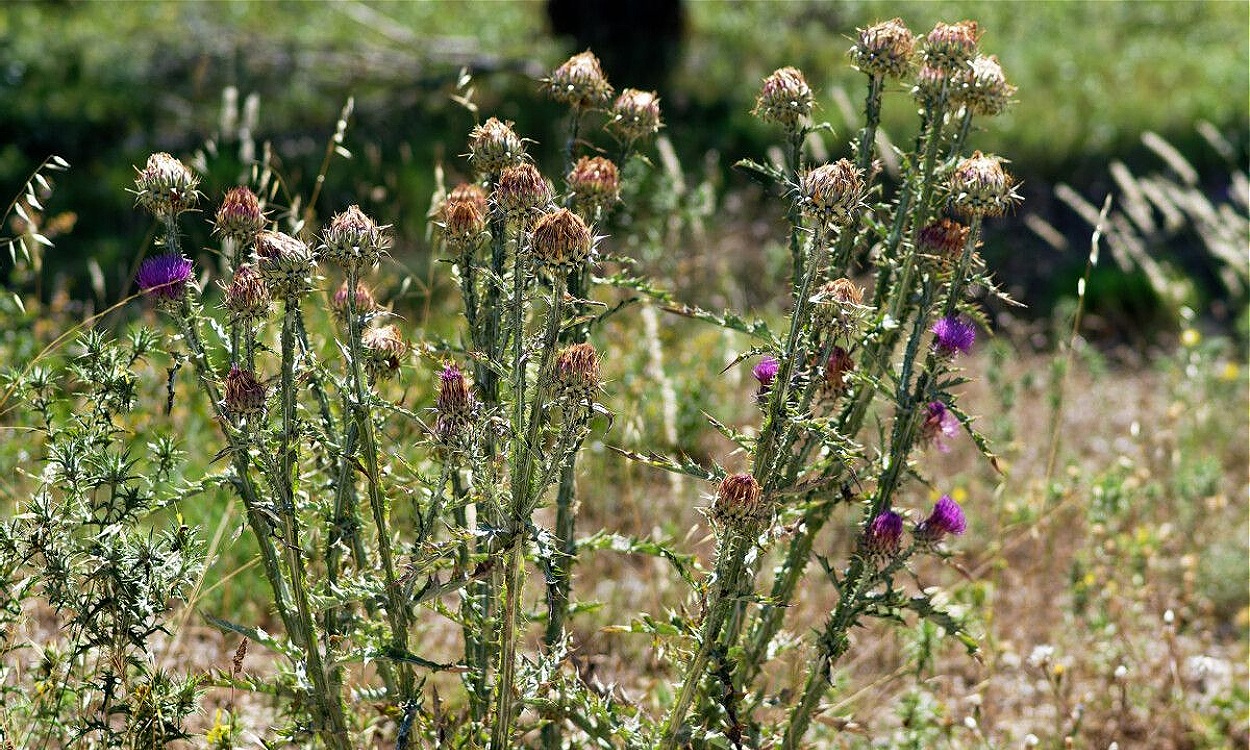 Planta de cardo borriquero (Onopordum illyricum) con flores púrpuras y tallos espinosos