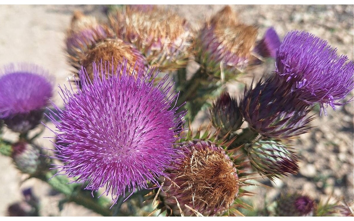 Onopordum nervosum cardo gigante floración púrpura