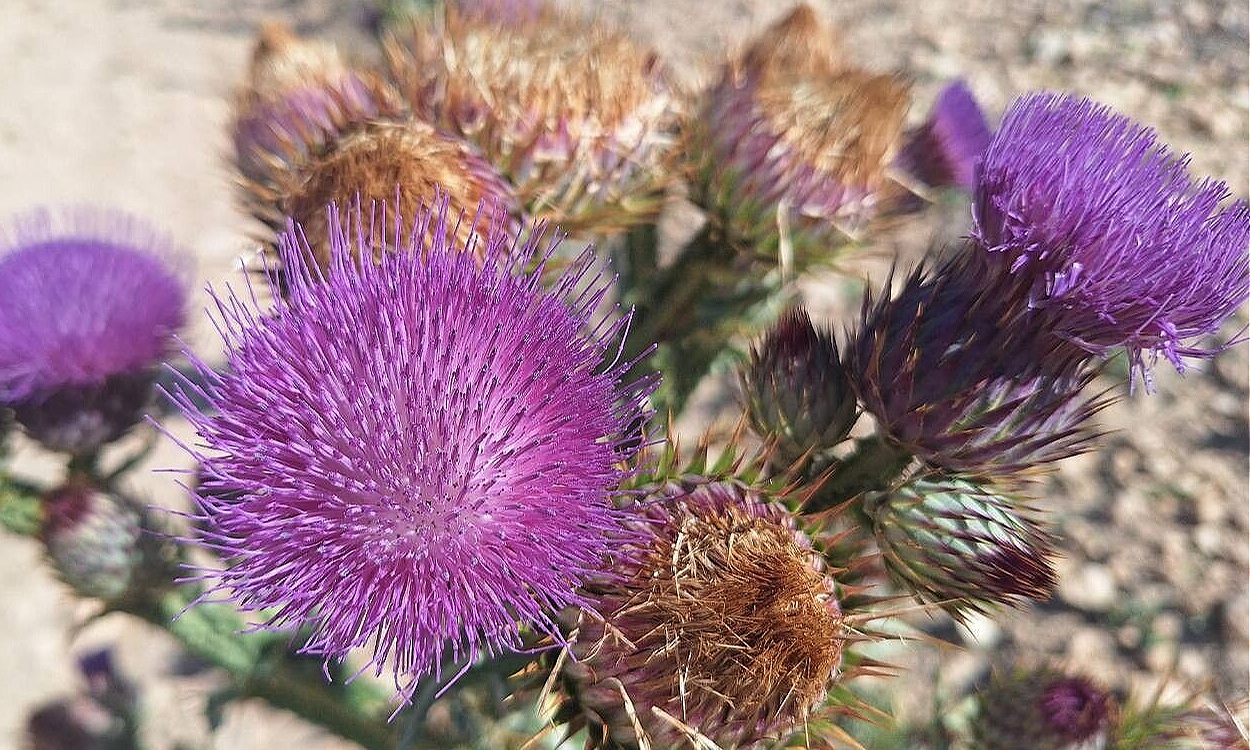 Planta de Onopordum nervosum con flores púrpuras y follaje plateado, cardo gigante en jardín