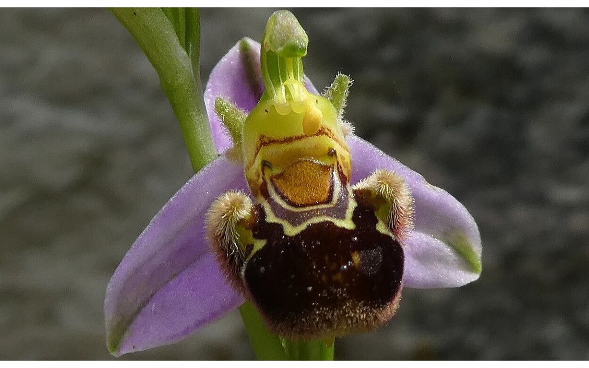 Flor de Orquídea abeja con patrón que imita a la abeja