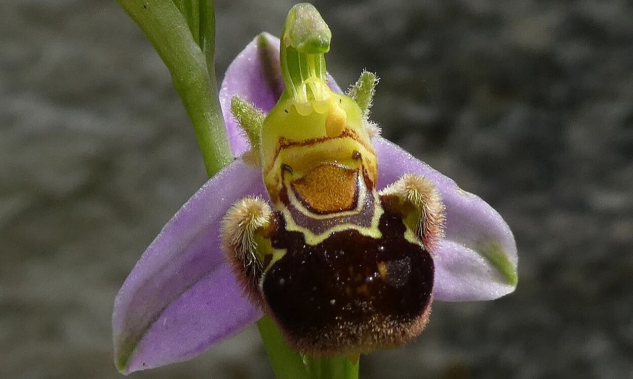 Orquídea abeja (Ophrys apifera) con flores marrones y amarillas que imitan el cuerpo de una abeja