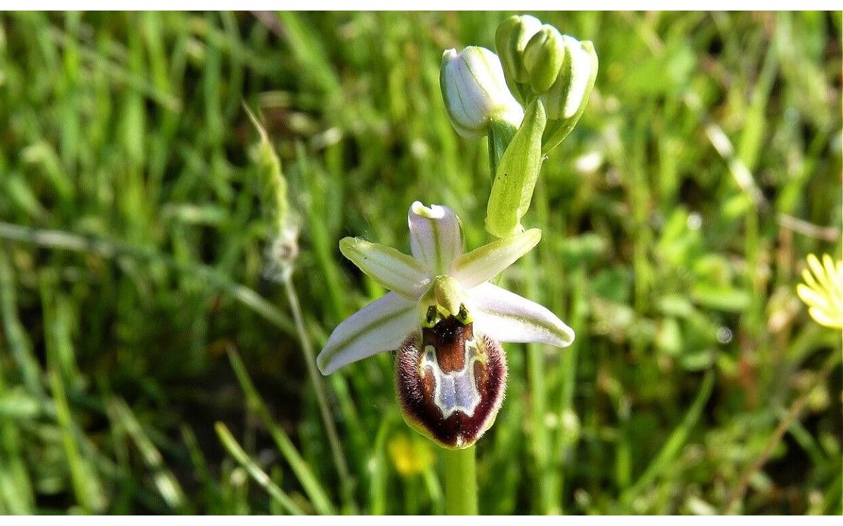 Orquídea araña Ophrys arachnitiformis flor detalle