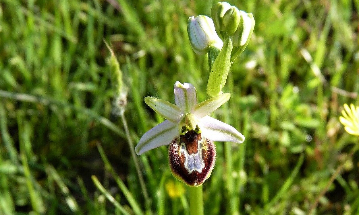 Flor de Orquídea araña Ophrys × arachnitiformis mostrando patrón que imita una araña hembra
