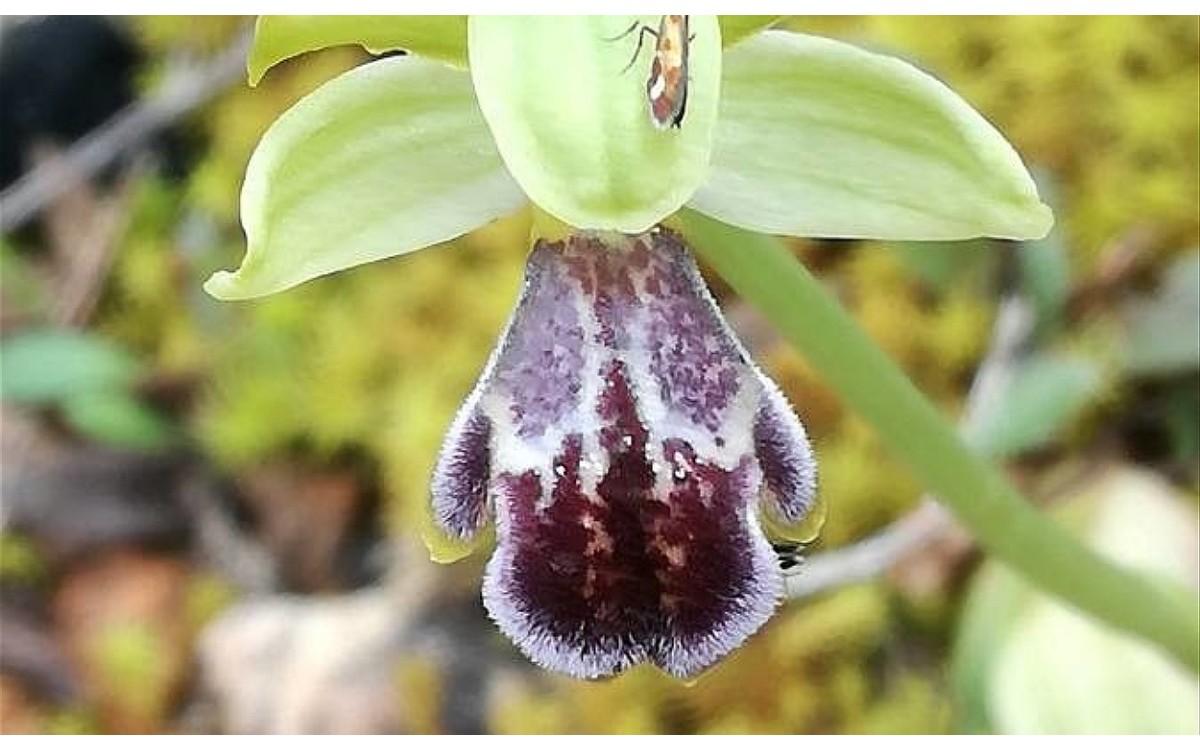 Ophrys brigittae flor detalle polinización