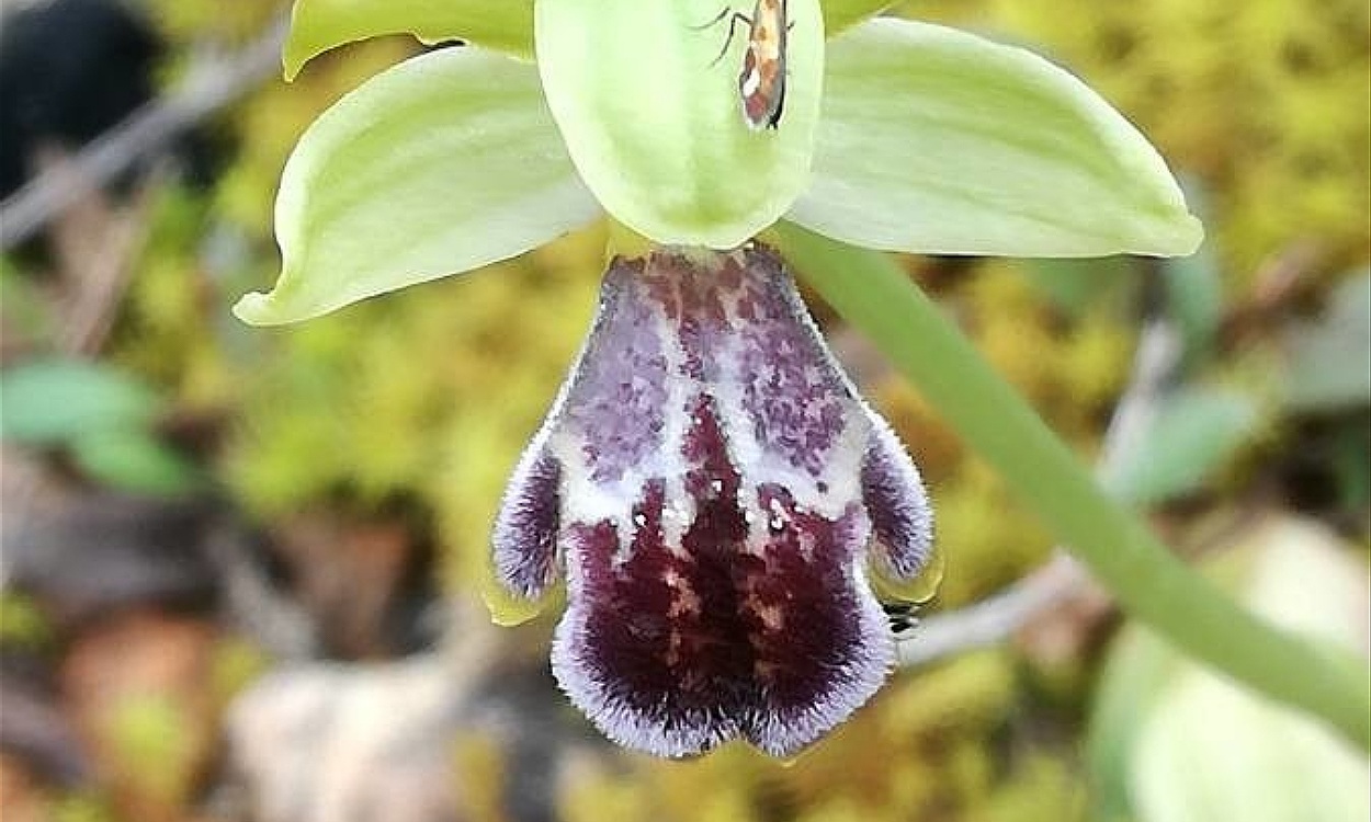 Flor de Ophrys × brigittae mostrando labelo marrón oscuro que imita insecto polinizador