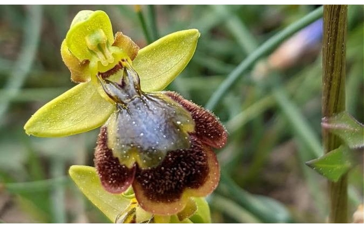 Flor de Ophrys × chobautii con maculae características