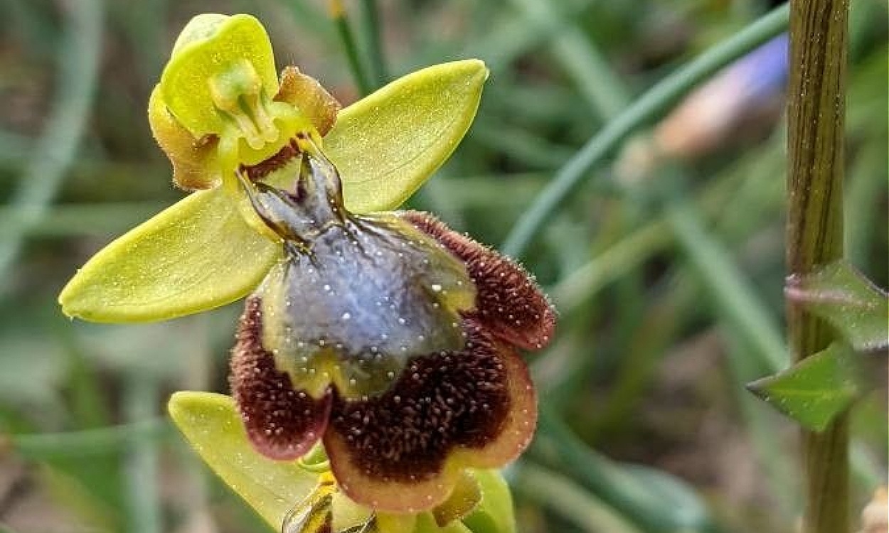 Ophrys × chobautii floración completa mostrando labelo marrón oscuro y sépalos verdes