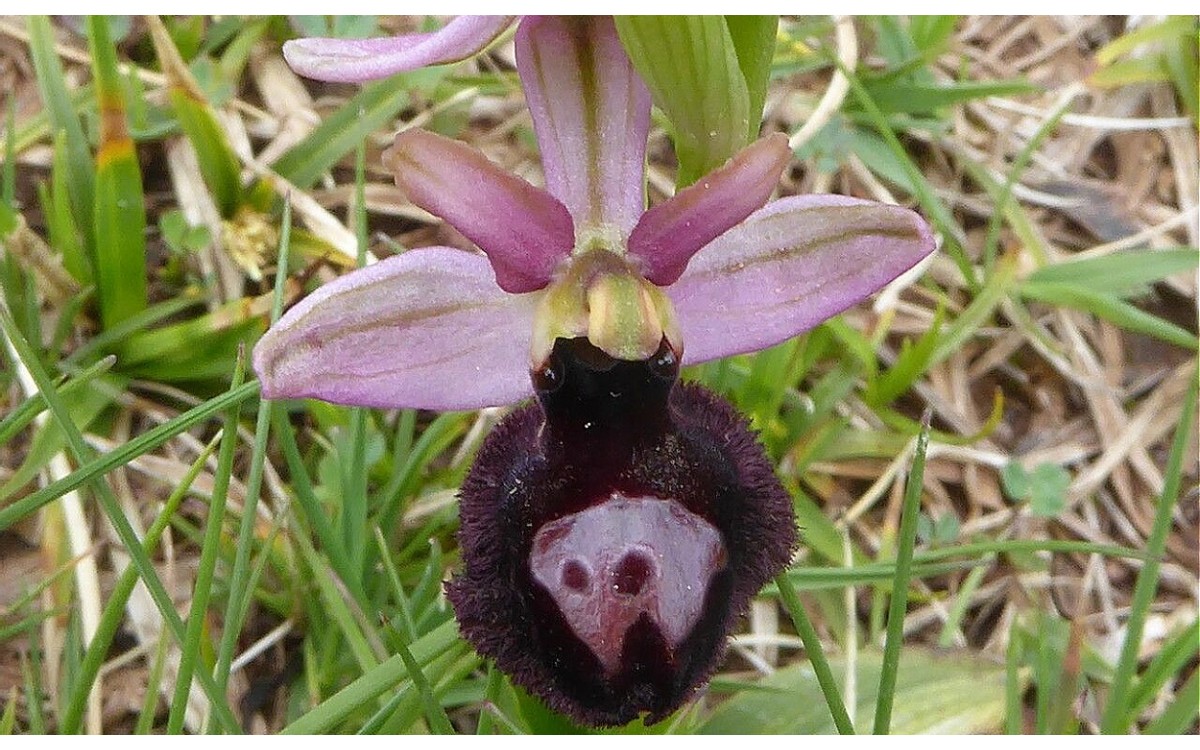 Flores amarillas doradas de Ophrys × flavicans en primavera