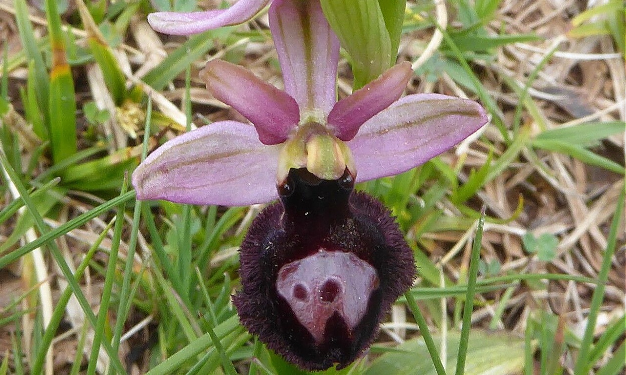 Ophrys flavicans floración amarilla orquídea híbrida mediterránea natural