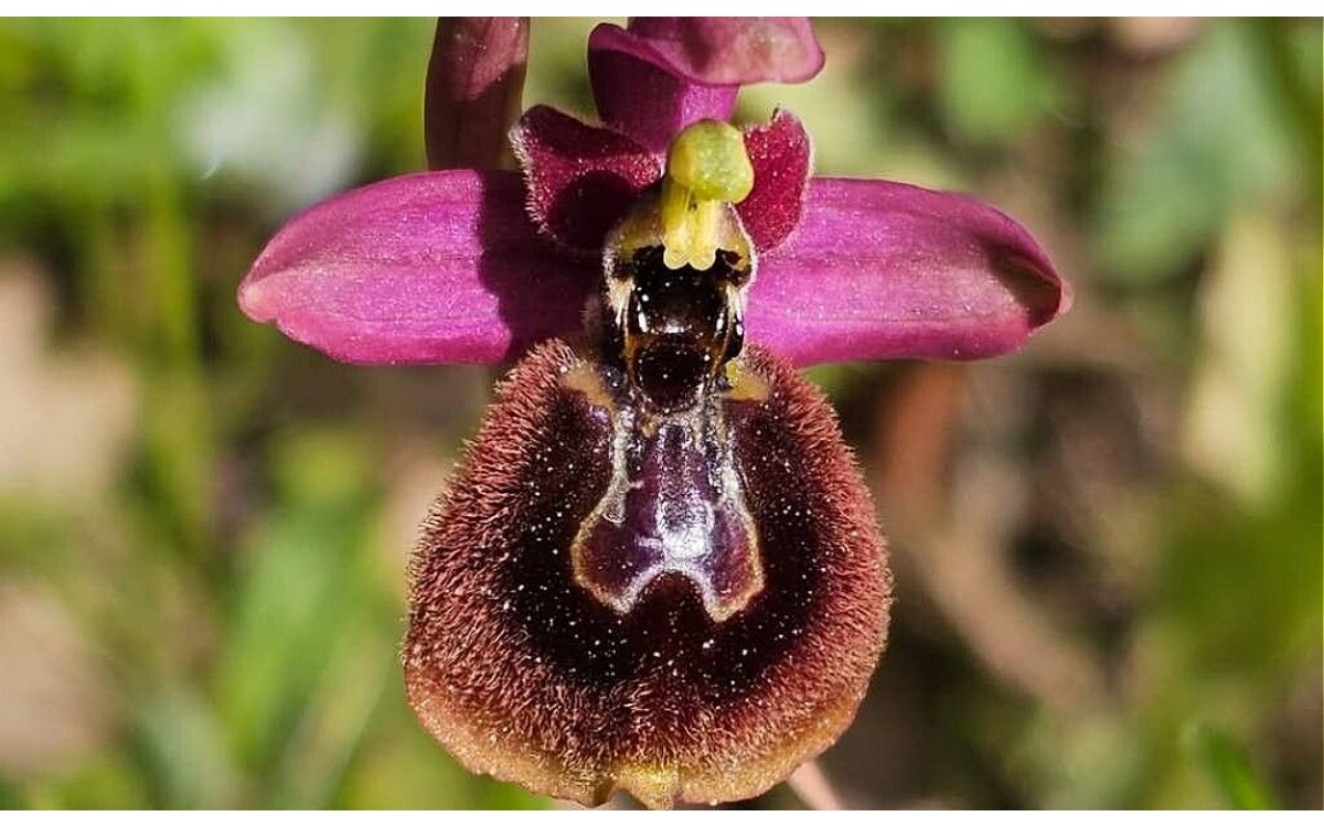 Flores de Ophrys × heraultii con labelo mimetizado
