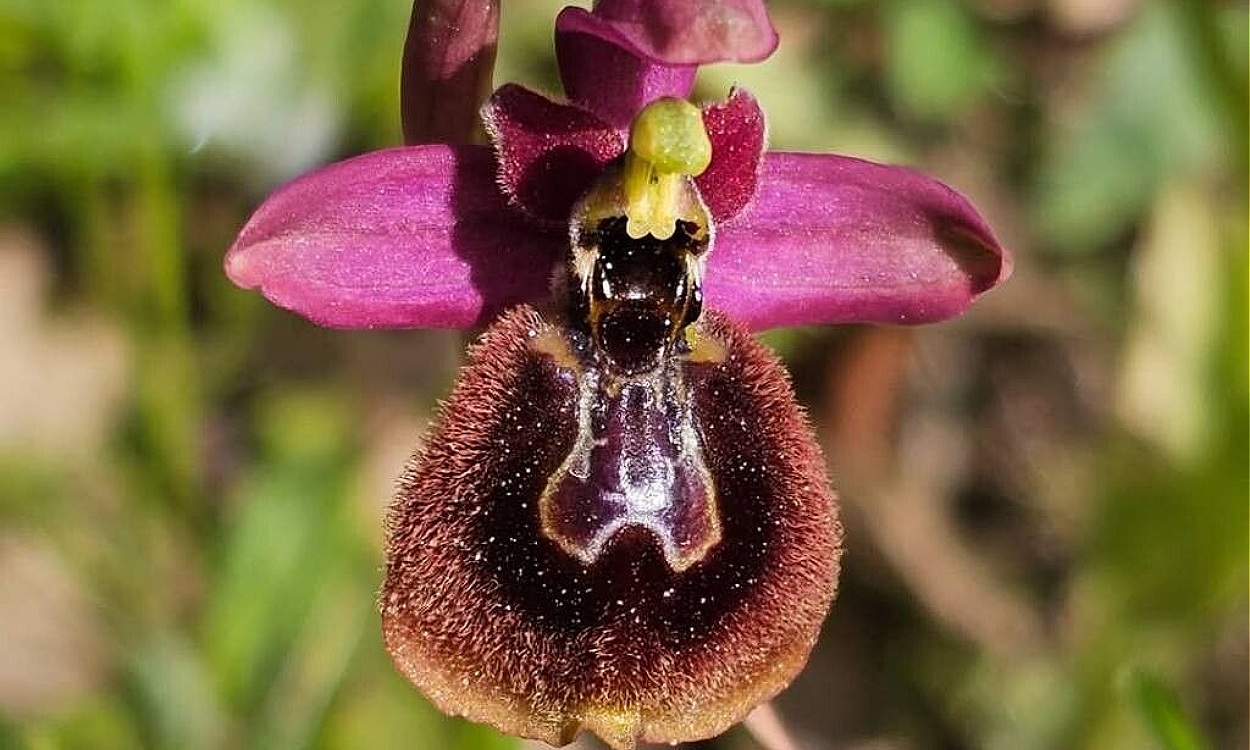 Flor de Ophrys heraultii mostrando labelo marrón oscuro con mimetismo de insecto
