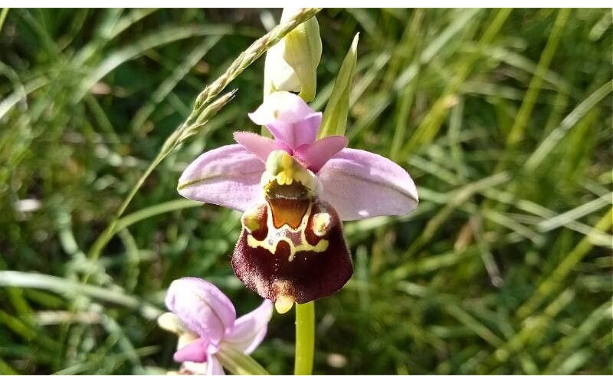 Ophrys holosericea orquídea abejera en floración