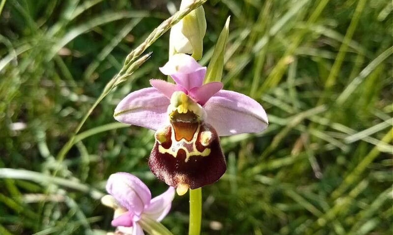 Flor de Ophrys holosericea mostrando el labelo aterciopelado marrón oscuro que imita abeja