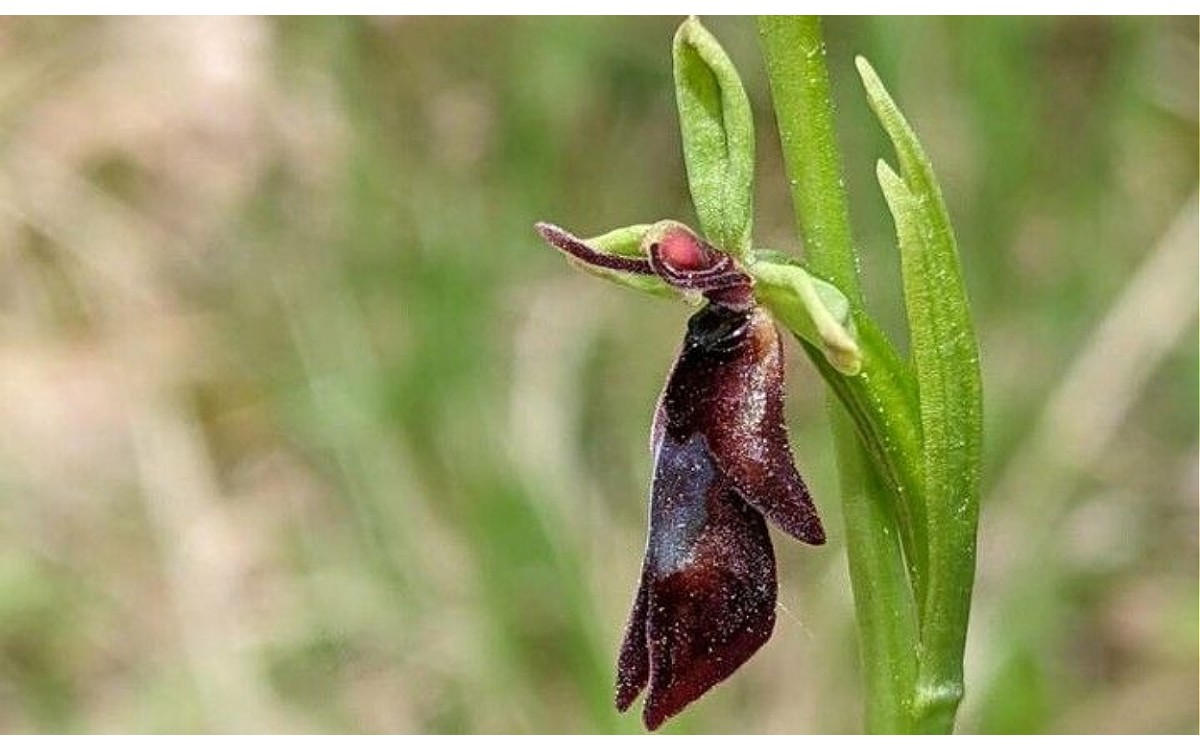 Flores de Ophrys hybrida con labelo que imita insectos