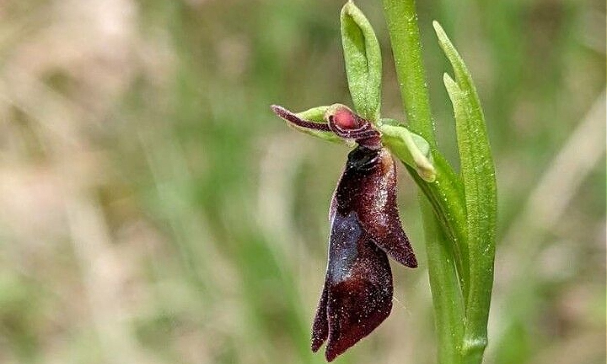 Flor de Ophrys hybrida mostrando labelo oscuro con mimetismo sexual de insecto