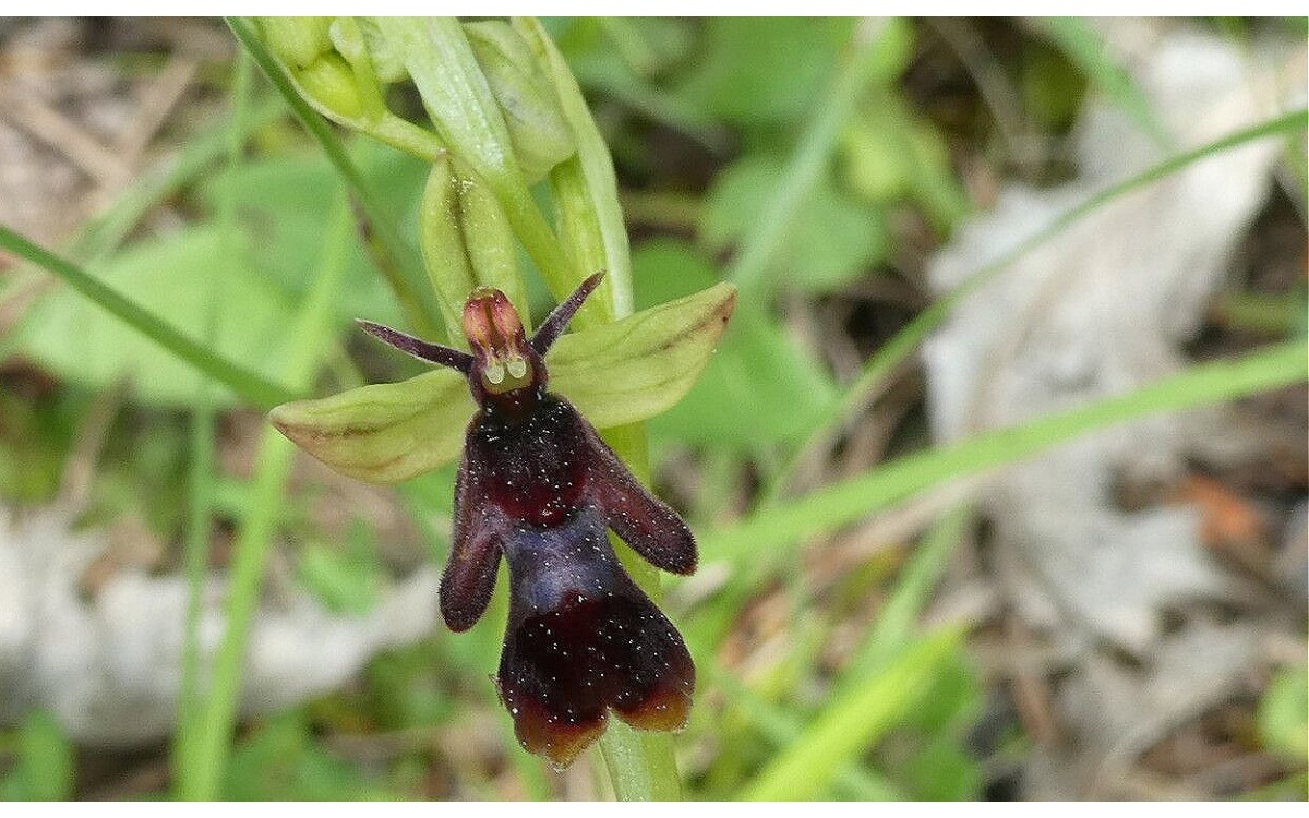 Flores de Ophrys insectifera orquídea mosca de color pardo oscuro