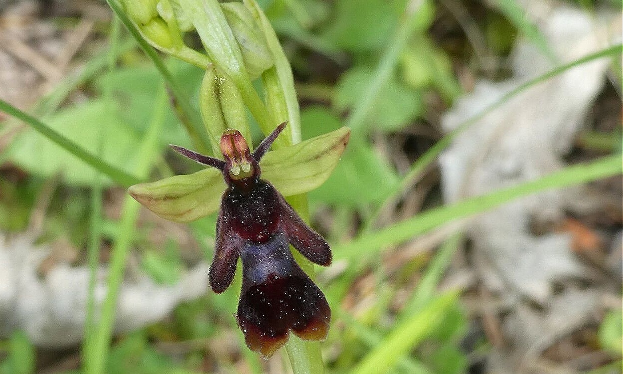 Ophrys insectifera con flores que imitan avispas, mimetismo floral natural
