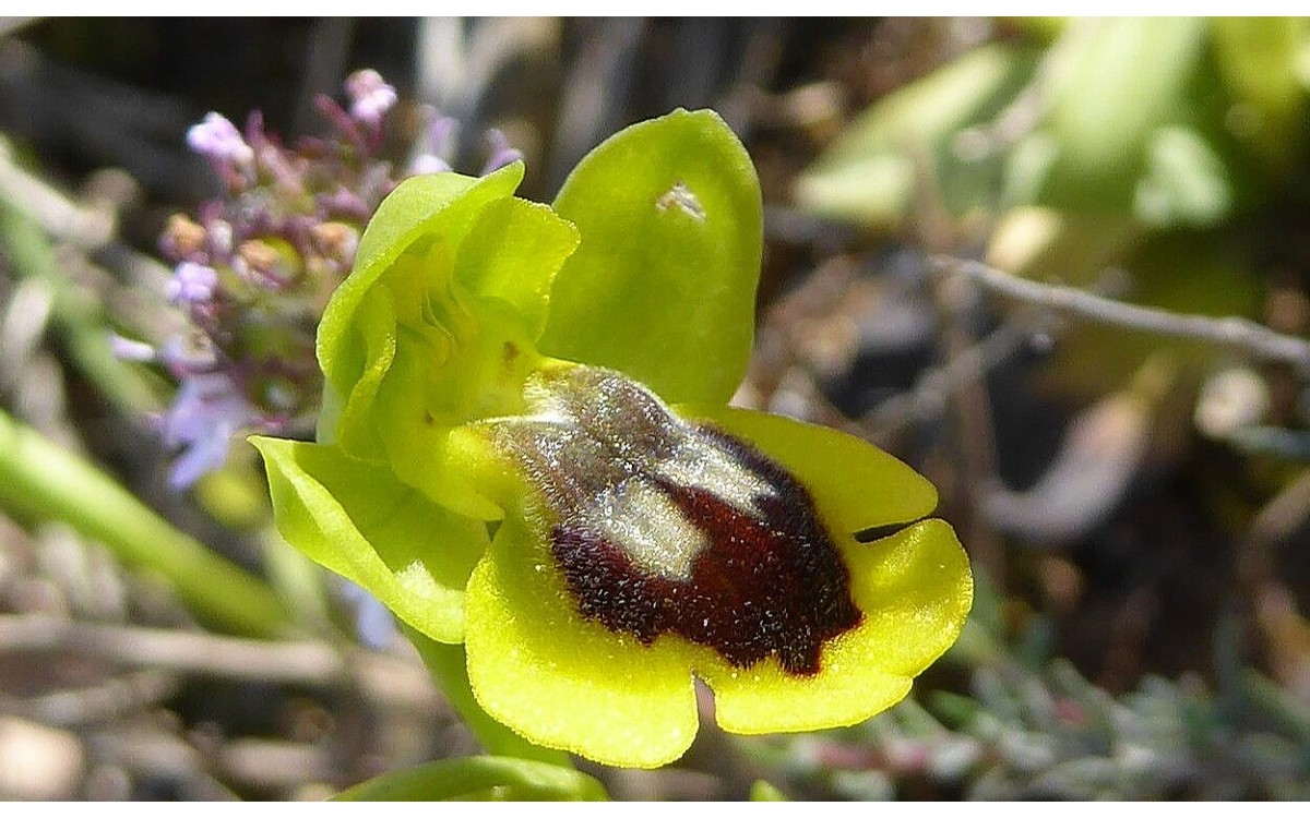 Ophrys lutea flor de abeja amarilla en floración