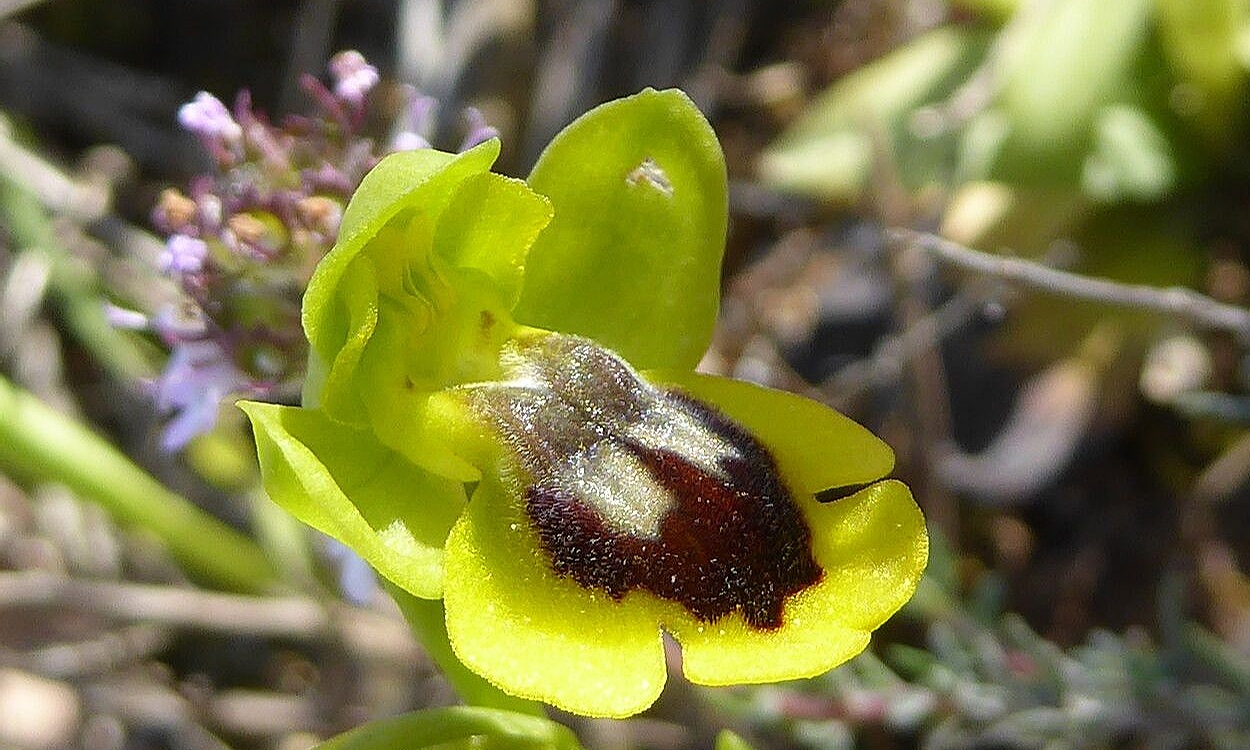 Flor de abeja amarilla (Ophrys lutea) con pétalos amarillos y labelo oscuro característico