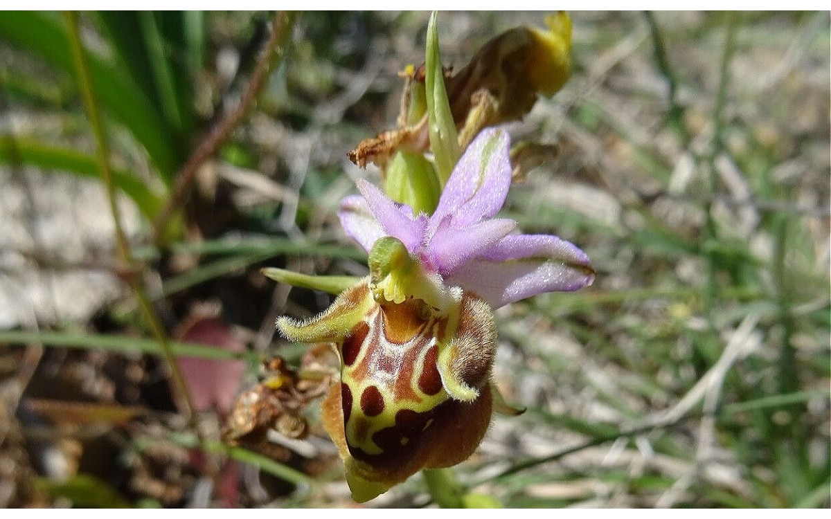 Flor de Ophrys minuticauda Duffort con mimetismo sexual de insecto