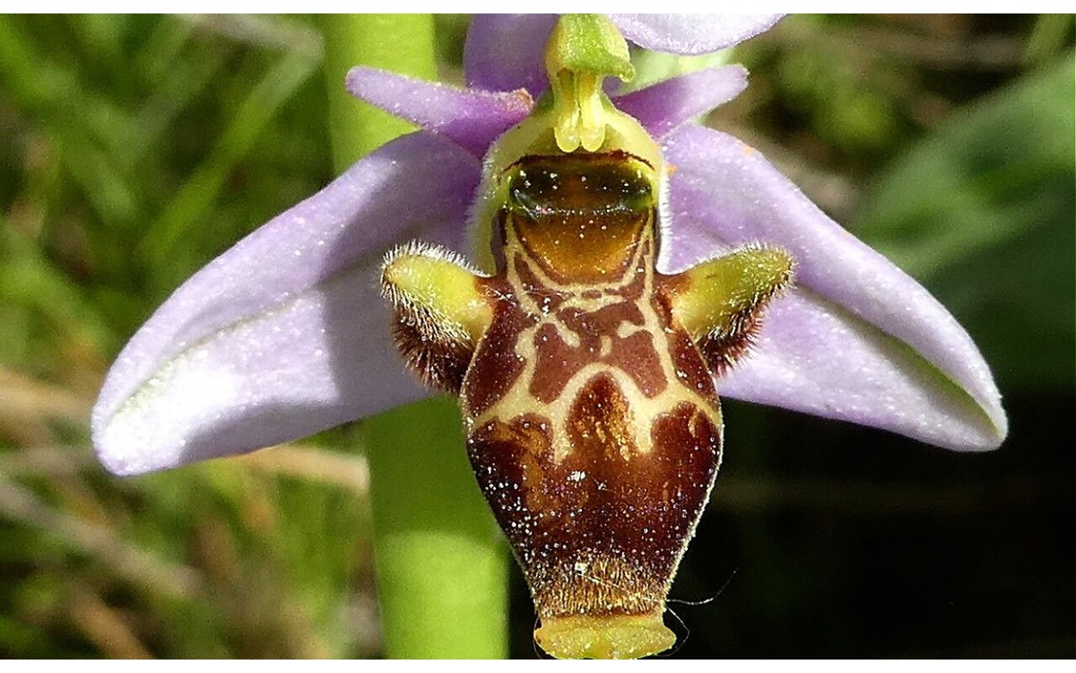 Ophrys scolopax orquídea becada en floración primaveral