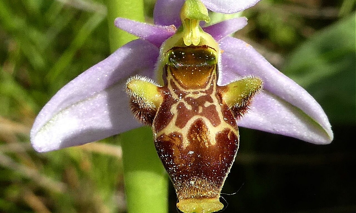 Flores de Ophrys scolopax orquídea becada con mimetismo de insecto perfecto