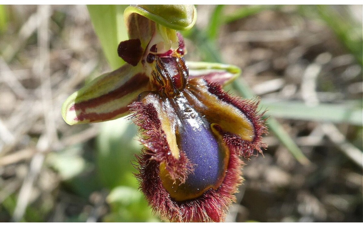Ophrys speculum flores púrpuras con espejo plateado
