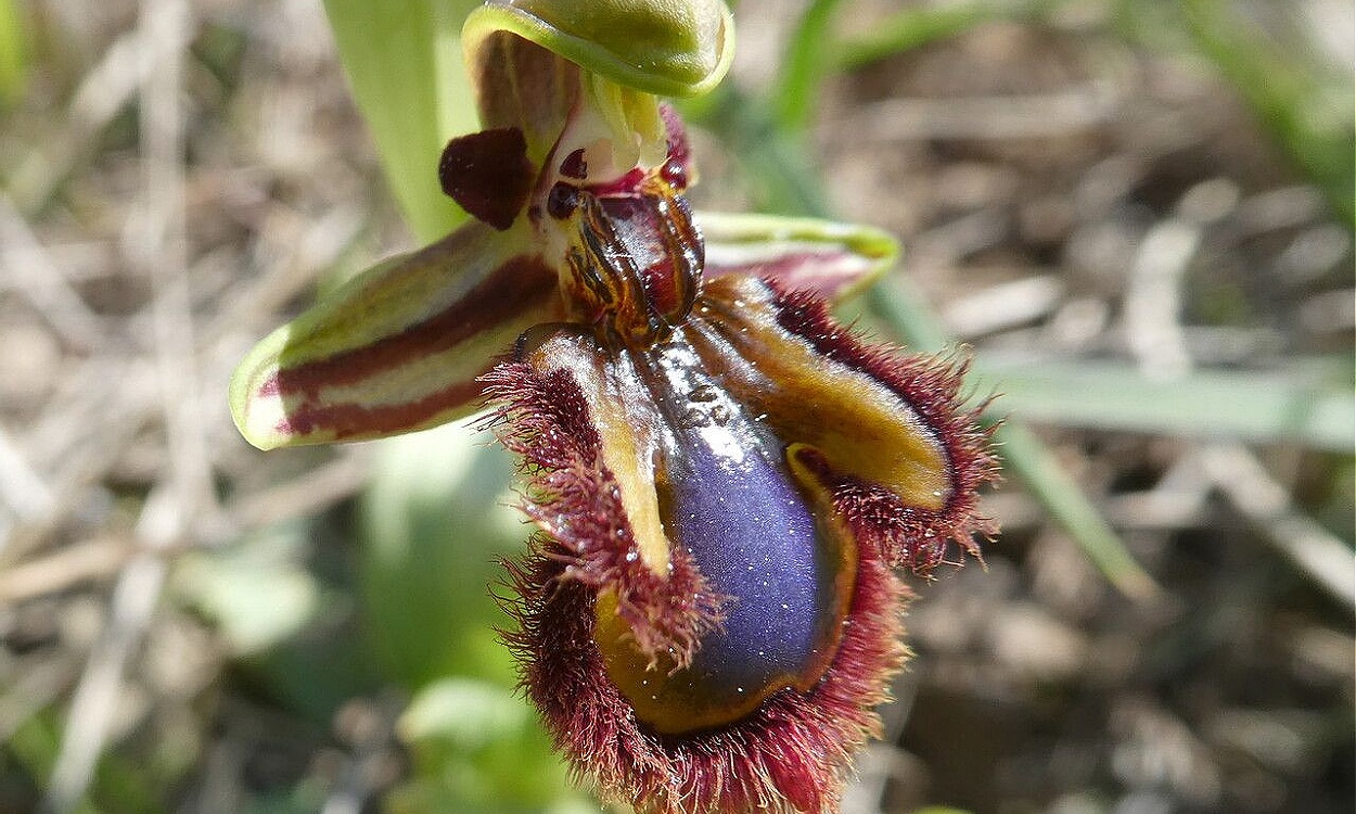 Detalle de la flor Ophrys speculum mostrando el labio púrpura con el espejo brillante característico